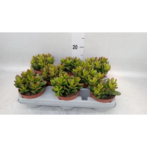 Crassula ovata 'Gandalf'