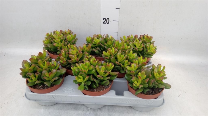 <h4>Crassula ovata 'Gandalf'</h4>