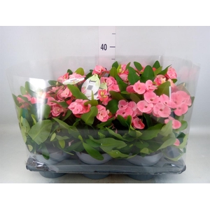 Euphorbia milii   ...