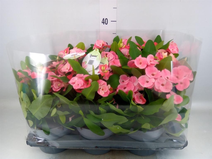 <h4>Euphorbia milii   ...</h4>