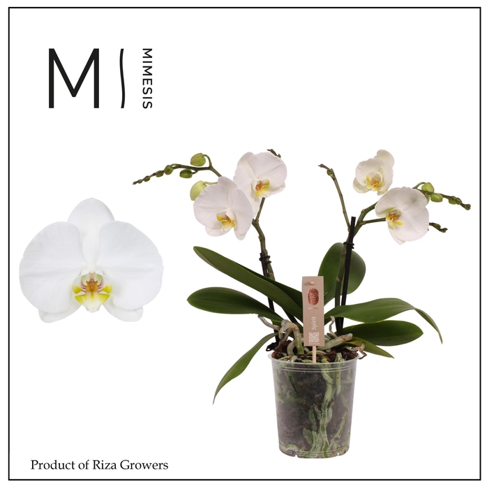 <h4>Phalaenopsis Spirit White 2 spike - 12cm | Mimesis</h4>