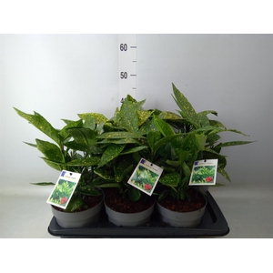 Aucuba japonica 'Variegata'