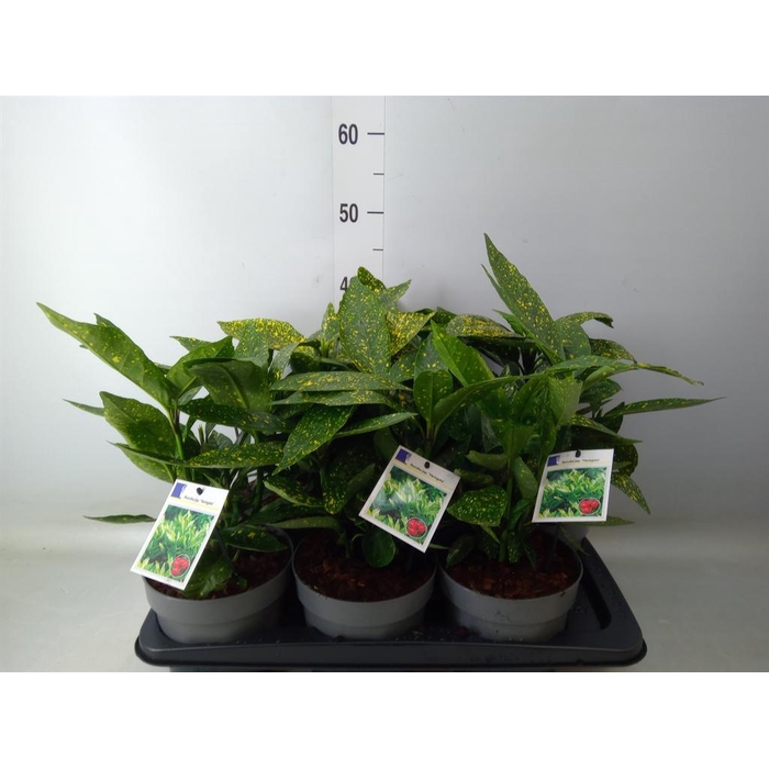 <h4>Aucuba japonica 'Variegata'</h4>