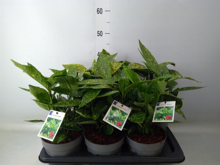 <h4>Aucuba japonica 'Variegata'</h4>