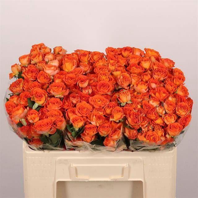 <h4>ROSA TR 'ARIYA'</h4>