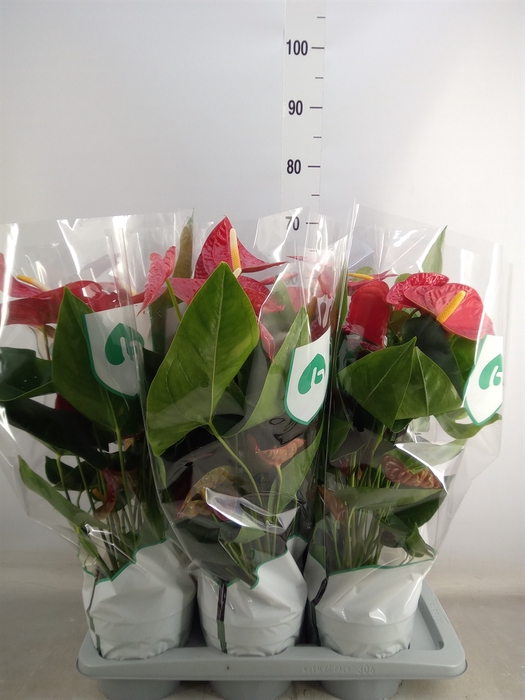 <h4>Anthurium andr. 'Dakota'</h4>