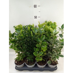 Euonymus japon.   ...mix