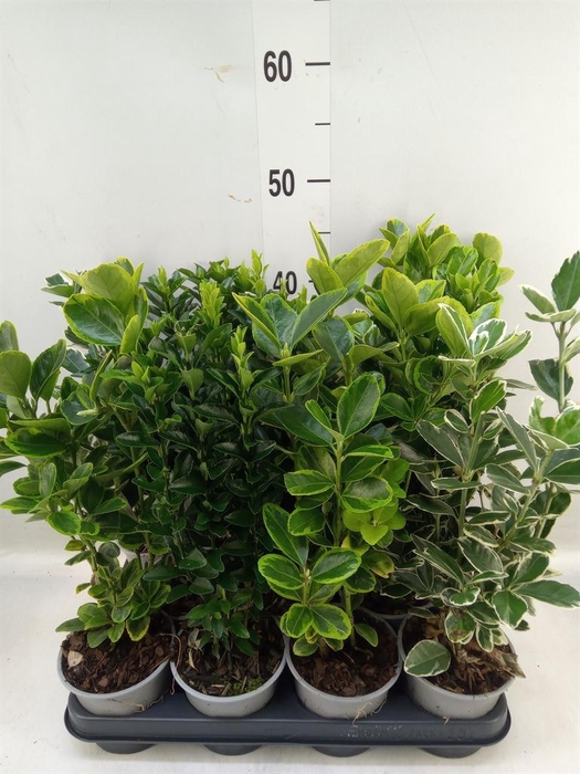 <h4>Euonymus japon.   ...mix</h4>