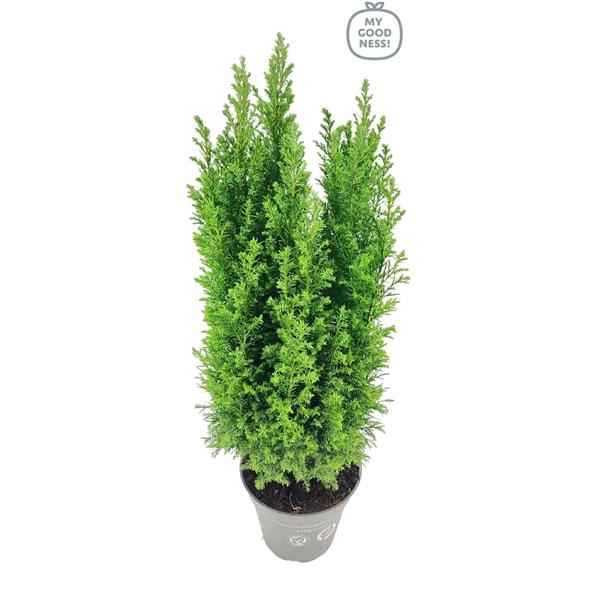 <h4>Chamaecyparis lawsoniana 45cm /P13 'Ellwoodii'</h4>