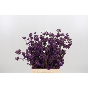 Callicarpa Bod Profu