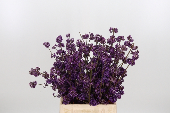 <h4>Callicarpa Bod Profu</h4>