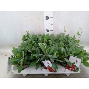 Senecio   ...