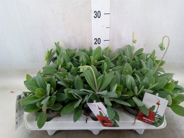 <h4>Senecio   ...</h4>