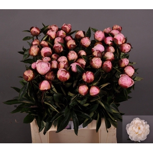 PAEONIA LACT. 'GARDENIA'