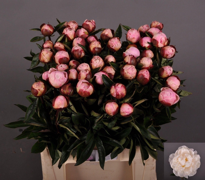 <h4>PAEONIA LACT. 'GARDENIA'</h4>