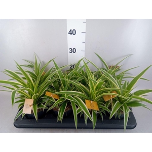 Chlorophytum com. 'Ocean'