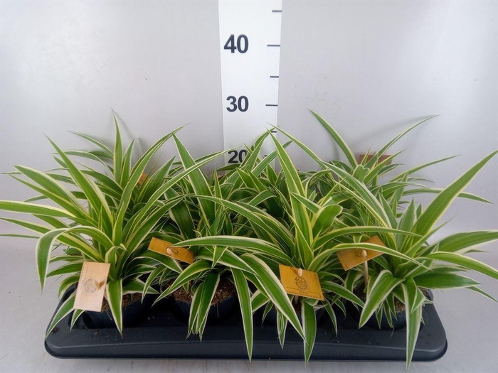 <h4>Chlorophytum com. 'Ocean'</h4>