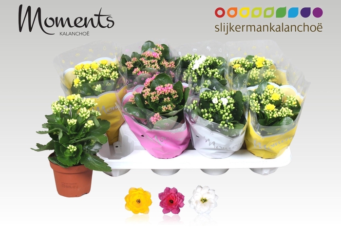 <h4>KAL GE GEM 3 KL</h4>