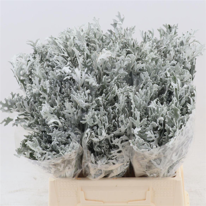 <h4>Jacobaea maritima</h4>