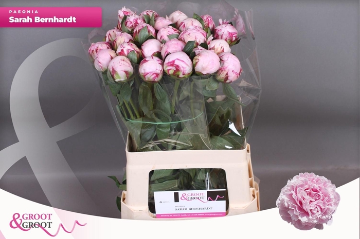 <h4>PAEO L SARA BERNHARD</h4>