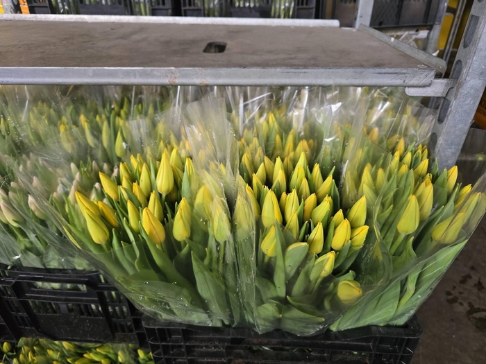 <h4>Tulpes LT Geltonos</h4>