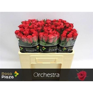 R Gr Orchestra