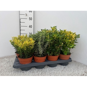 Euonymus japonicus gemengd