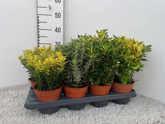 <h4>Euonymus japonicus gemengd</h4>