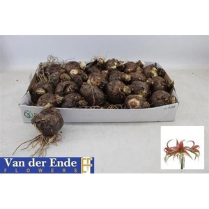 Bloembol Hippeastrum