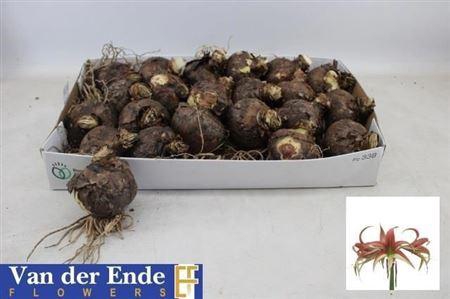 <h4>Bloembol Hippeastrum</h4>