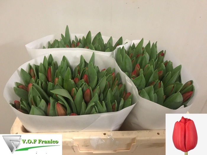 <h4>TU EN ESCAPE</h4>