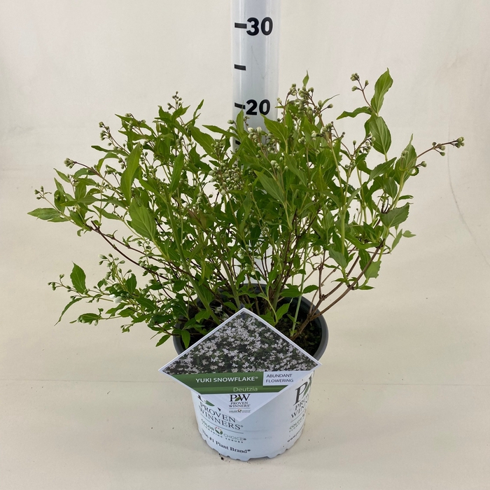 Deutzia Yuki Snowflake ® C3