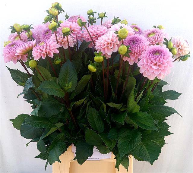 <h4>Dahlia Ball Wizzard Of Oz Kay van Steijn</h4>