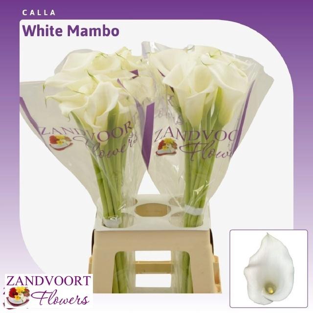 <h4>ZANT WHITE MAMBO</h4>