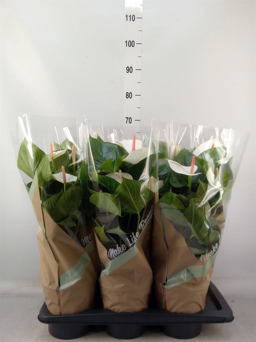 <h4>Anthurium andr. 'Success White'</h4>