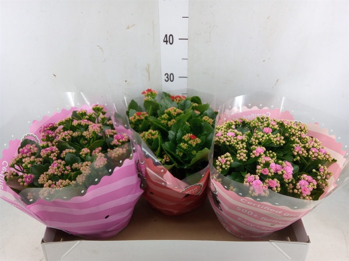 <h4>Kalanchoe blos.   ..rosebud mix  5</h4>