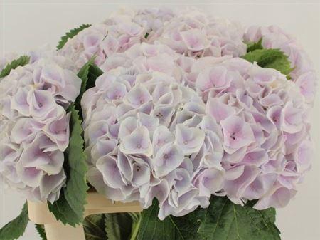 <h4>Hydr M My Pinktou Pastel 60cm</h4>