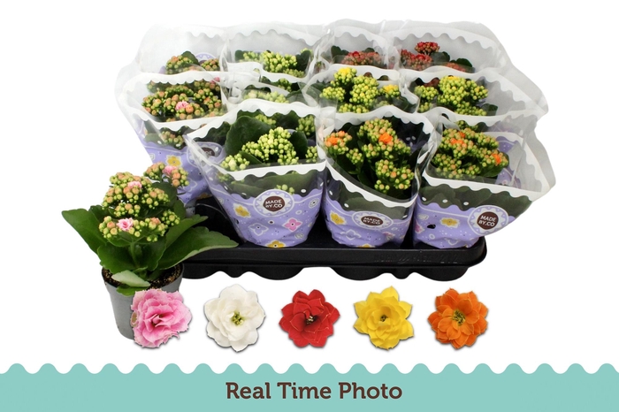 <h4>KAL GE GEM 5 KL</h4>