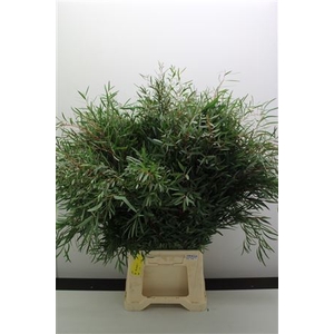 EUCALYPTUS NICHOLII