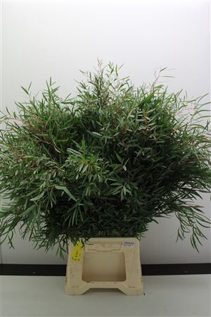 <h4>EUCALYPTUS NICHOLII</h4>