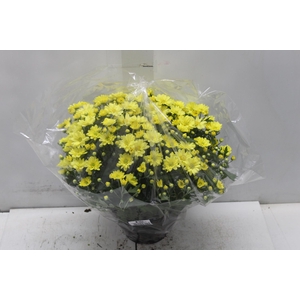 CRISANTEMO BOLA BELGA C18 AMARELO