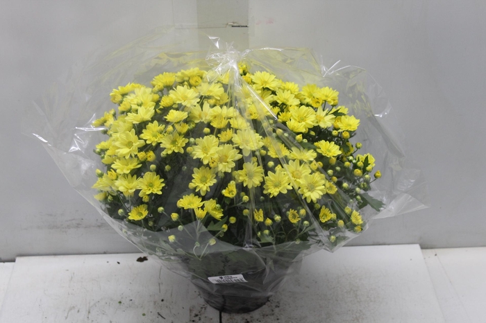 <h4>CRISANTEMO BOLA BELGA C18 AMARELO</h4>