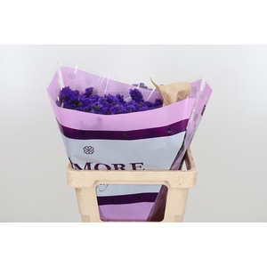 Limon Sin Navy Sun Birds