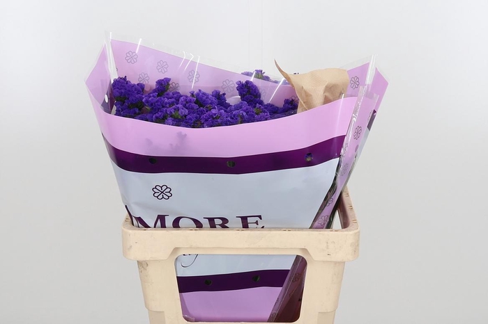 <h4>Limon Sin Navy Sun Birds</h4>