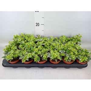 Hedera helix 'White Wonder'