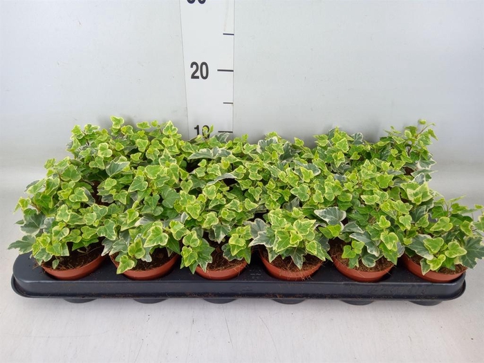 <h4>Hedera helix 'White Wonder'</h4>