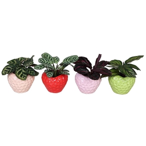 CALATHEA MIX P6 L 66663