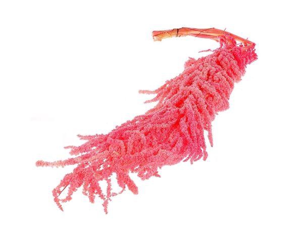 Bunch Amaranthus Caud. Pres 5pcs L90