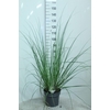 Cortaderia selloana Pumila