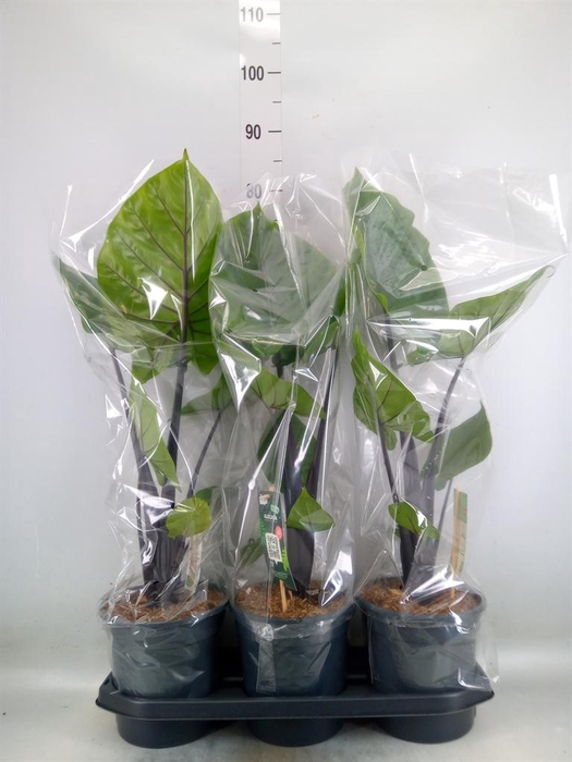 <h4>Alocasia   ...</h4>